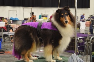 2017 River Valley Cluster Dog Show @ Owensboro Convention Center | Owensboro | Kentucky | United States