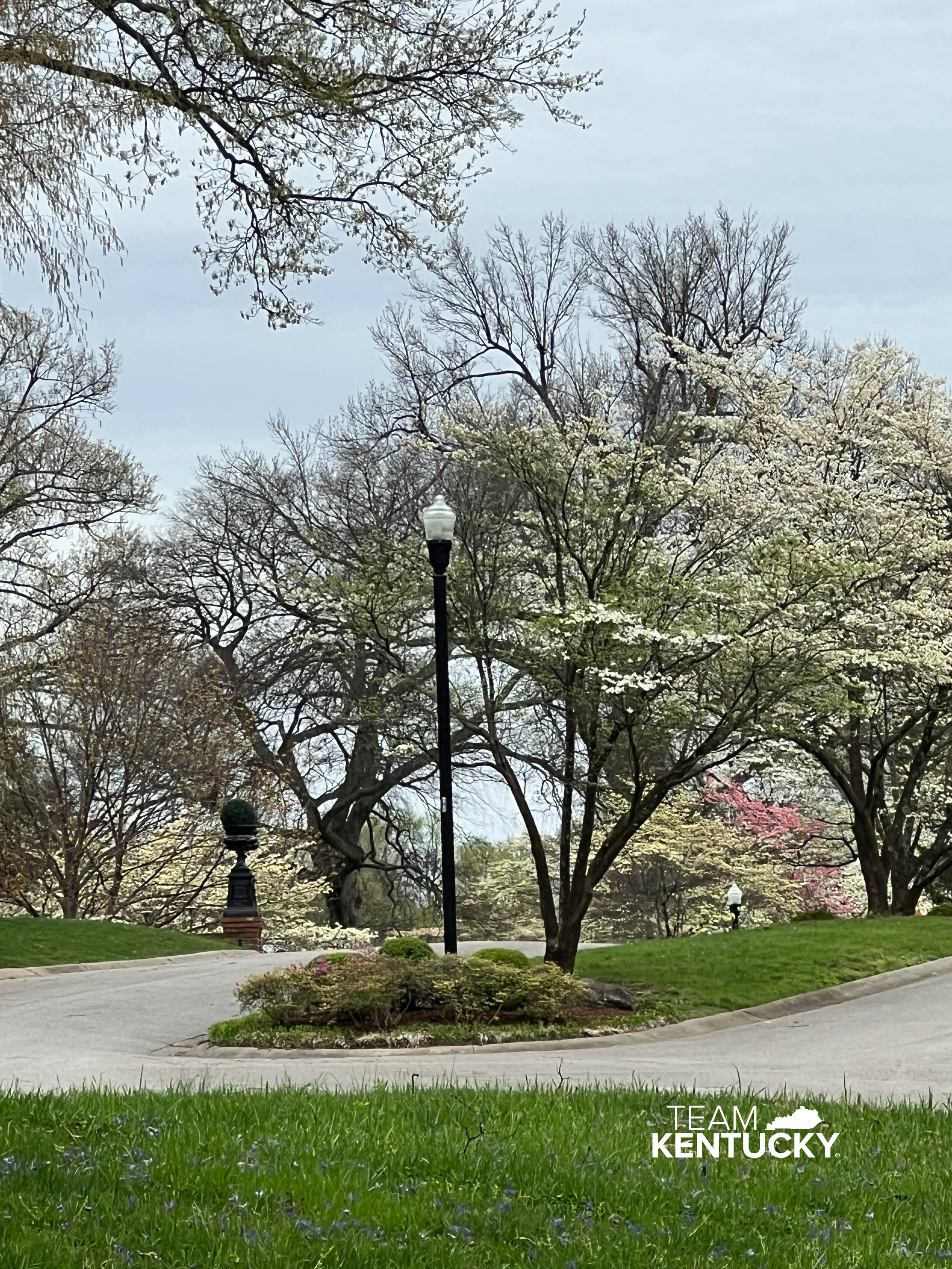 See Owensboro’s Famous Dogwood Trees this Spring – Visit Owensboro, KY