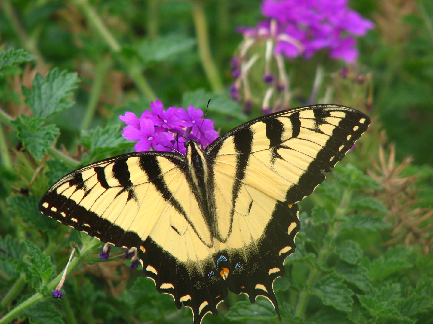 Joe Ford Nature Center – Visit Owensboro, KY