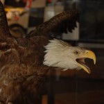 oamsh bald eagle
